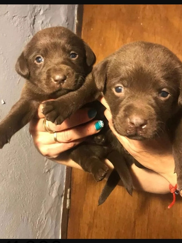 Cachorros Labradores Chocolate 