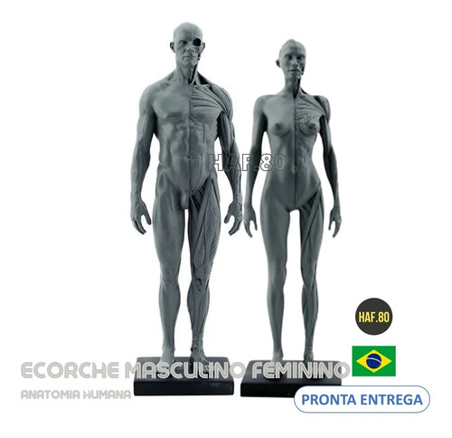 Modelo 30cm Anatomia Humana Escultura Desenho Ecorche Casal | Parcelamento  sem juros