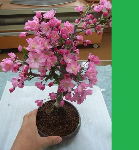 Semillas Bonsai Cerezo Japones Yamazakura  Fertiles Rem