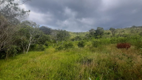 Imagem 10 de 27 de Fazenda Com 377 Tarefas Em Morro Do Chapéu - Bahia - Afd015 - 70334233