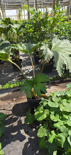 Planta Nalca O Pangue (gunnera Tinctoria) 1 M Gratis A R. M