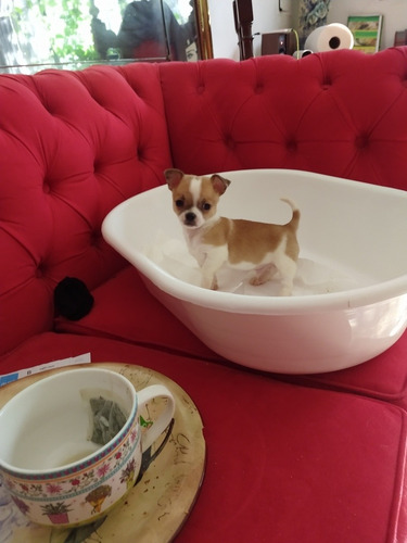 Chihuahua Mini Machos Criadero Costa Azul
