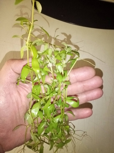 Hygrophila Polysperma, Planta Acuática De Bajos Requisitos