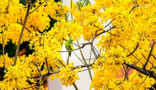 Guayacan Amarillo ( Planta ) Tabebuia Chrysantha 1 M B (Usado)