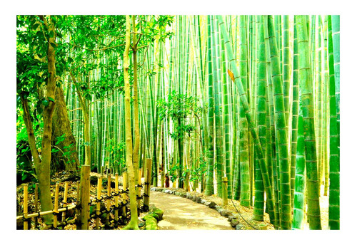 Vinilo 40x60cm Bosque Bambu Japón Arboles Naturaleza