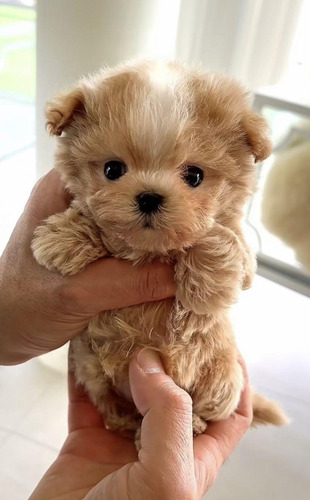 Maltipoo Cachorros Peludos 