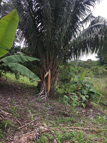 Imagen 19 de 23 de Finca 32 Has/lotes De 3 Has