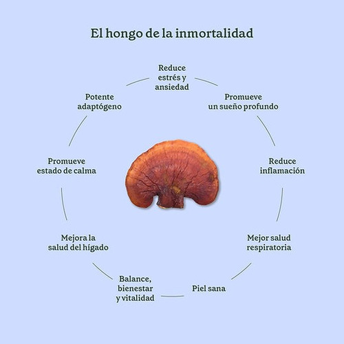 Hongo Adaptógeno Reishi 80g Commons Polvo 100% Orgánico