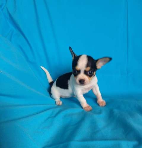 Cachorro Chihuahua