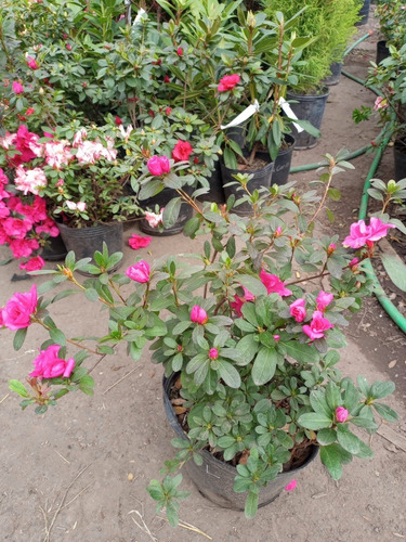 Azalea Azalea Japonica, Azalea Indica, Azalea Hybrida 5lts