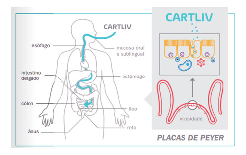 Suplemento Alimentar Colágeno Cartliv Articulação Equaliv Sem Sabor