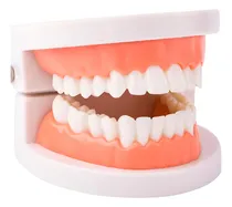 Comprar Modelo Dental Infantil Para Enseñanza: Dientes Estándar