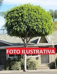 Ficus Benjamina-árbol De Hojas Pequeñas