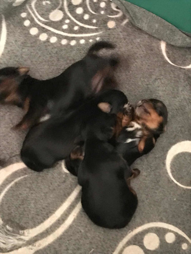 Imagem 2 de 5 de Vendo Linda Ninhada De Yorkshire 2 Machos E 2 Fêmeas