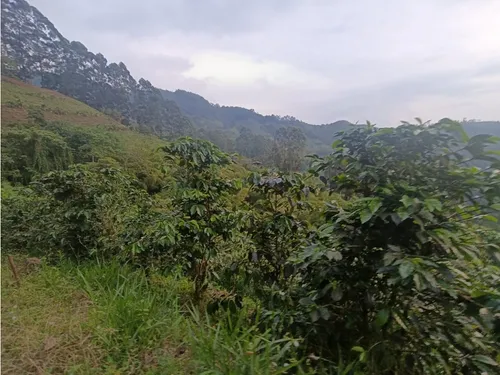 Se Vende Finca En Salento - Quindío