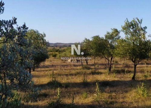 Campo De 5 Hectáreas En Venta.- Ref: 3032