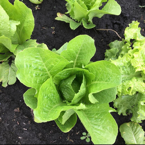200 Semillas De Lechuga Orejona, Germina Fácil