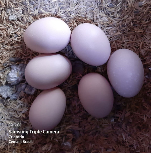 Croad Langshan Importados 12 Ovos Ferteis Cemani Brasil