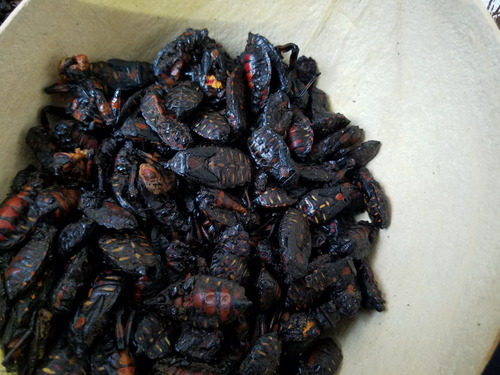 Cocopaches - Xamues - Tantarría Asada 1 L Opal Prehispánicos