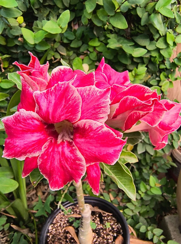 Flor Del Desierto Beautiful Smile