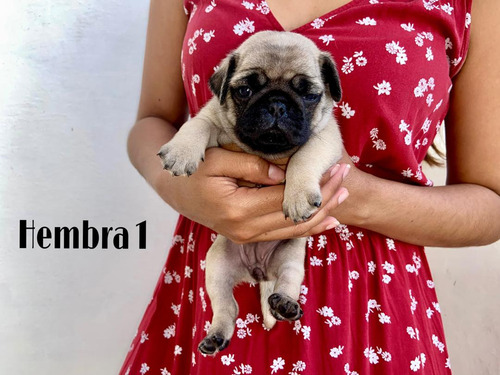 Cachorro Pug Sin Pedigree