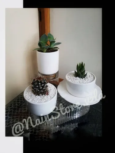 Mini Cactus Y Suculentas