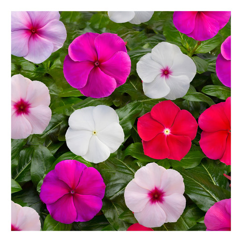 Vinca Sortida / Boa Noite Sortida - 1.000 Sementes