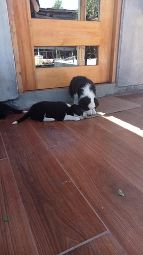 Bellos Border Collie Azul Mirlo Padres Inscritos