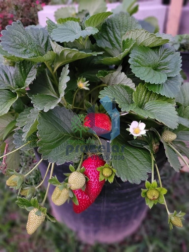Imagem 19 de 30 de Chácara No Condomínio Porta Do Sol Com 3 Dormitórios Em Mairinque