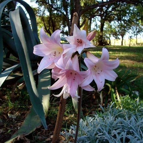 4 Bulbos Chicos De Azucena Rosa (amarilis Belladona)