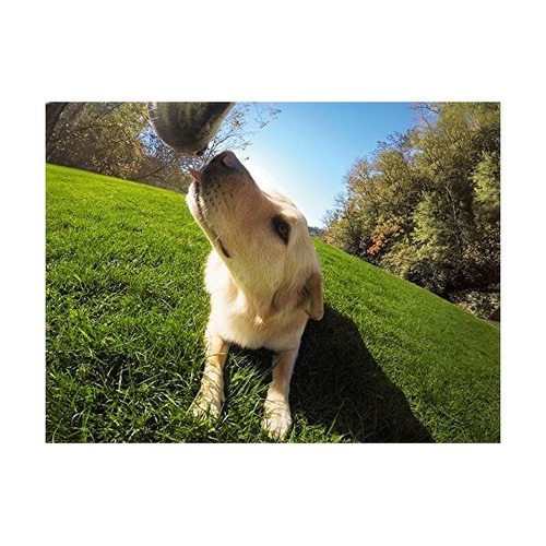 Gopro Fetch (arnés Del Perro) (gopro Monte Oficial)