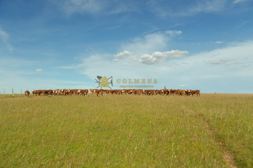 Campo De 86 Has Ganadero, Cuenta Con Tajamar Y Costa De Arroyo. Consulte!!!!!!- Ref: 2366