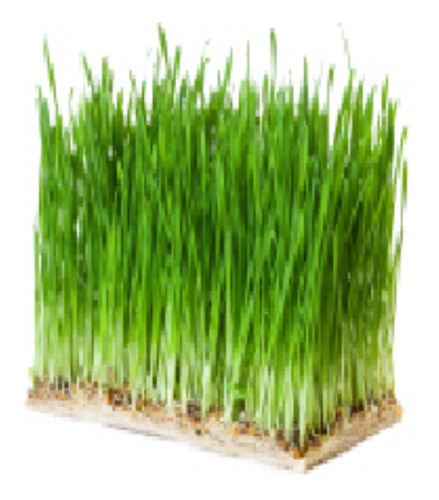 Trigo Semillas Wheatgrass 2 Kilos Para Germinar 