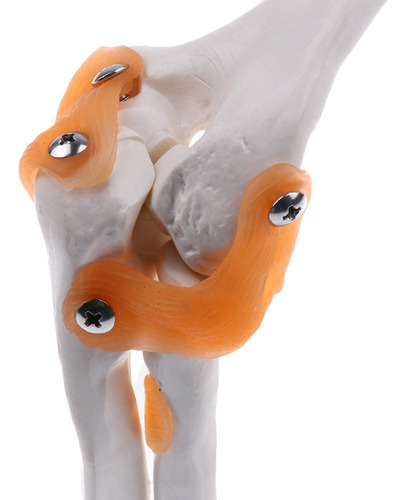 1: 1 Tamaño Natural Modelo Anatómico De Ligamento De Codo
