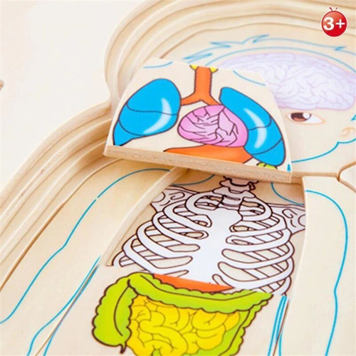 Imagen 5 de 6 de Rompecabezas Multicapas Del Cuerpo Humano - 5 En 1