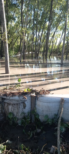 Terreno  Delta Tigre En Paraná  De Las Palmas Y Canal Honda Arroyo Don Gonzalo