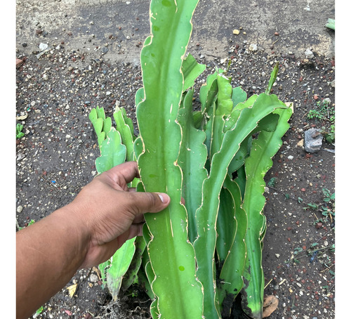 20 Esquejes De Pitahaya Purple Haze Variedad Autofertil