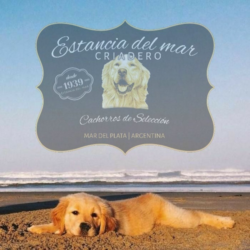 Venga A Ver Los Golden Retriever Mas Buscados De Argentina