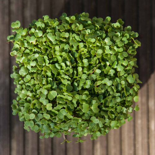 Semilla De Arúgula - 100gr