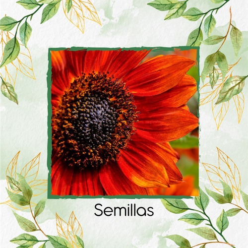 6 Semillas De Flor Maíz De Teja Naranja + Kit De Germinación