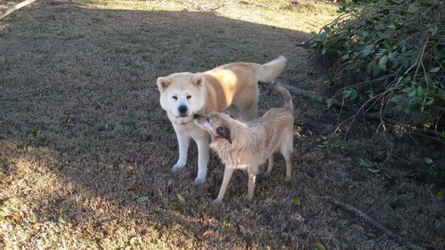Imagen 2 de 10 de Hotel Pensionado Para Perros Guarderia