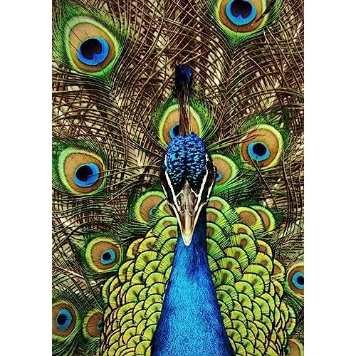 | Rompecabezas De 1000 Piezas | Pavo | Animales, Aves