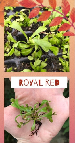 Imagen 6 de 8 de Pack Cultivares Dionaea Muscípula / Carnívora Vitroplant