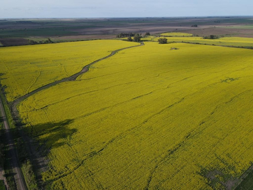 Campo En Venta, 130 Has Agrícolas, Gualeguaychú.