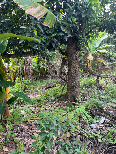 Chacara Boquim Sergipe Povoado Ceu Frutas Variadas