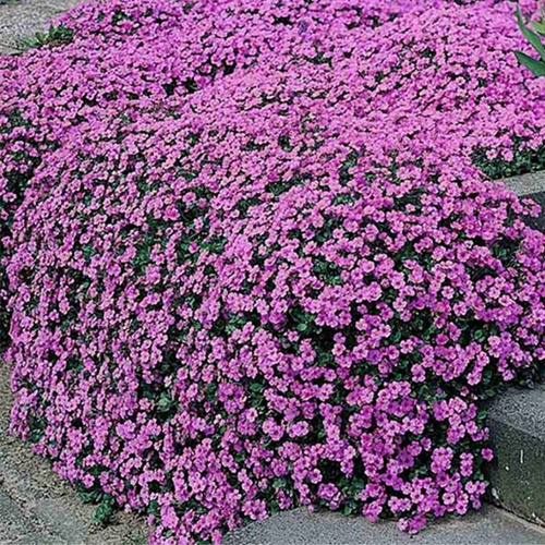 Imagen 1 de 3 de 50 Semillas De Alyso Royal Carpet Purpura - Premium