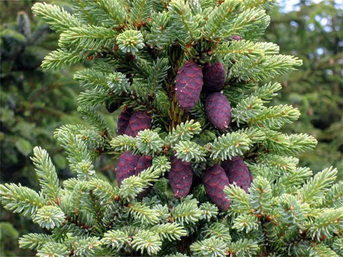 comprar Semillas De Arbol De Plantas Raras Mas De 50 Semillas De Abe
