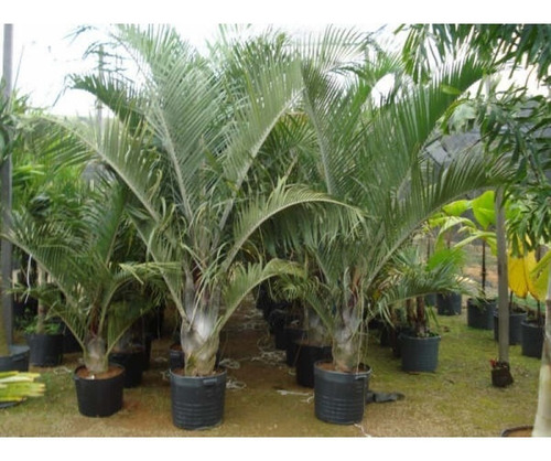 Muda De Palmeira Triangular ( Jardim E Decoração )