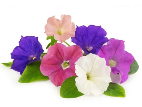 100 Semillas De Flores Petunia Enana Colores Variada 100 Semillas De Flores Petunia Enana Colores Variada