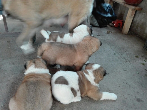 Imagen 3 de 3 de Cachorros Akita Americano